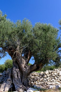 Island of Pag olive tree