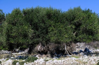 Island of Pag olive tree